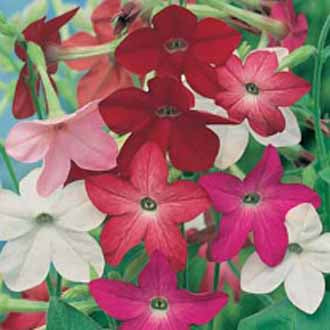 NICOTIANA Sensation Mixed