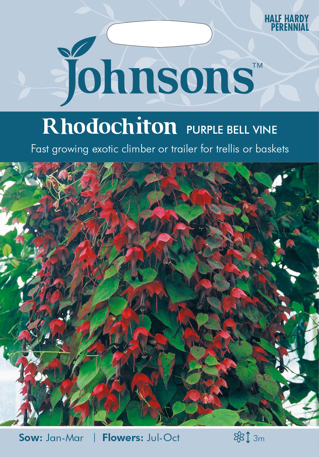 RHODOCHITON Purple Bell Vine