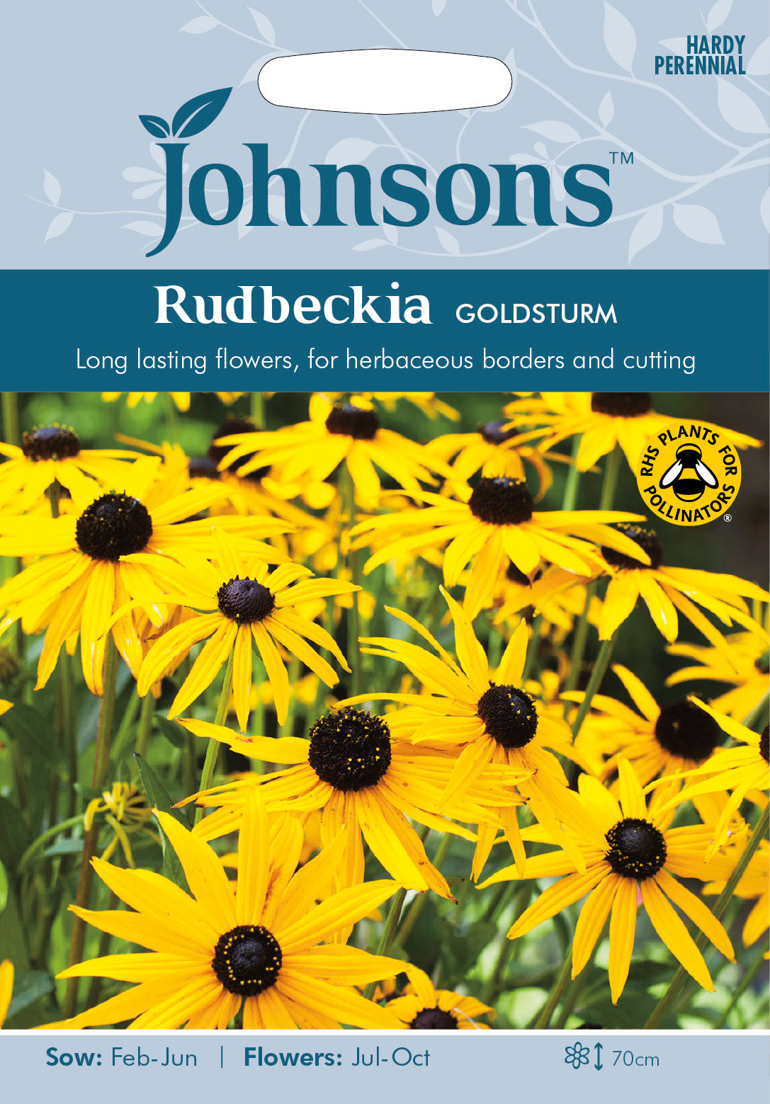 RUDBECKIA Goldsturm
