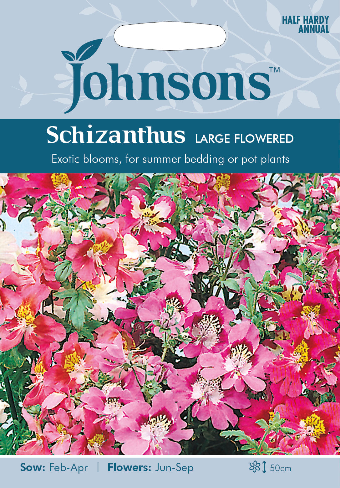 SCHIZANTHUS Large Flowered Mixed