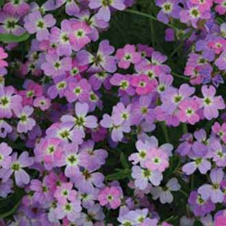 STOCK VIRGINIAN Spring Sparkle