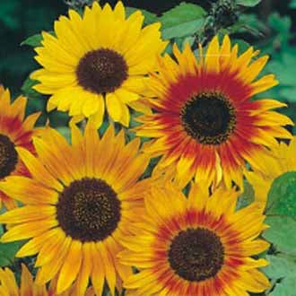 SUNFLOWER Autumn Beauty