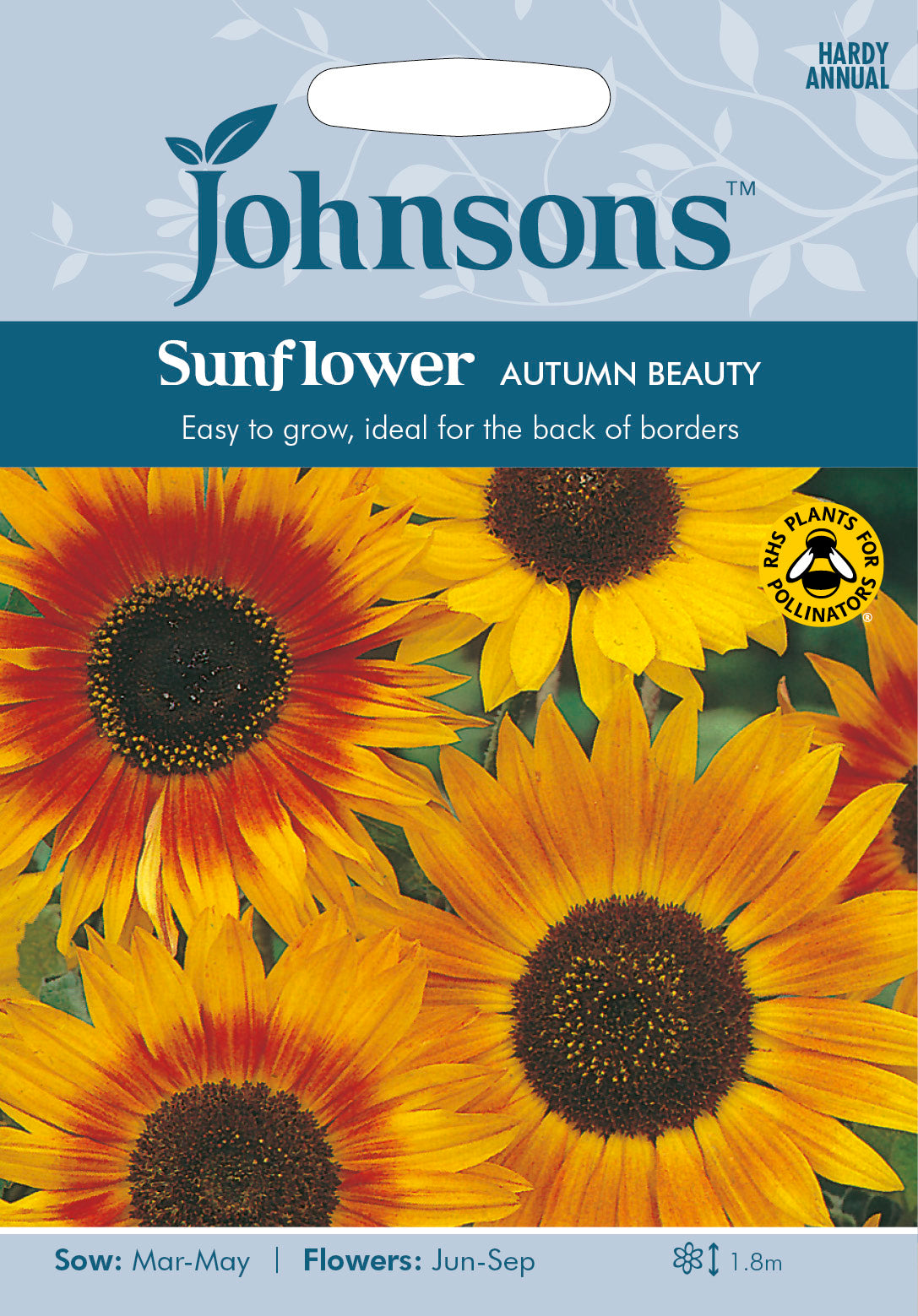 SUNFLOWER Autumn Beauty