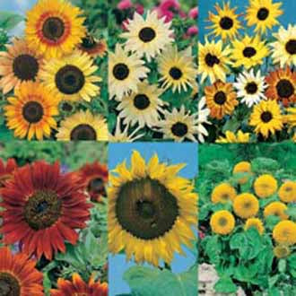 SUNFLOWER COLLECTION