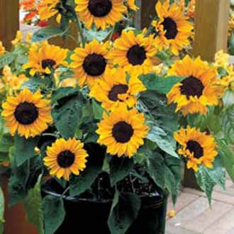SUNFLOWER Baby Face F1