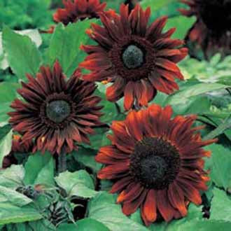 SUNFLOWER Black Magic F1