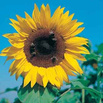 SUNFLOWER Giant Single