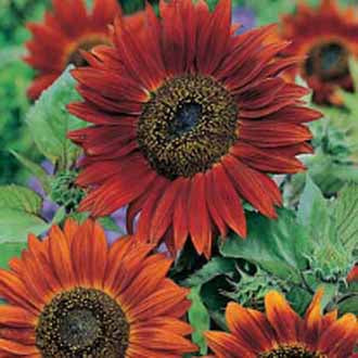 SUNFLOWER Red Sun