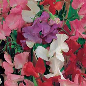 SWEET PEA Jet Set Mixed