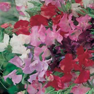 SWEET PEA Royal Mixed