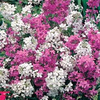 SWEET ROCKET Mixed Hesperis