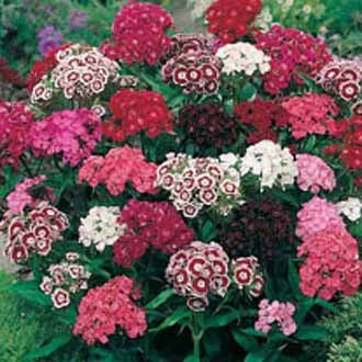 SWEET WILLIAM Single Mixed