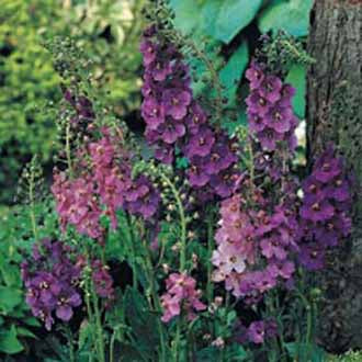 VERBASCUM phoeniceum Mixed