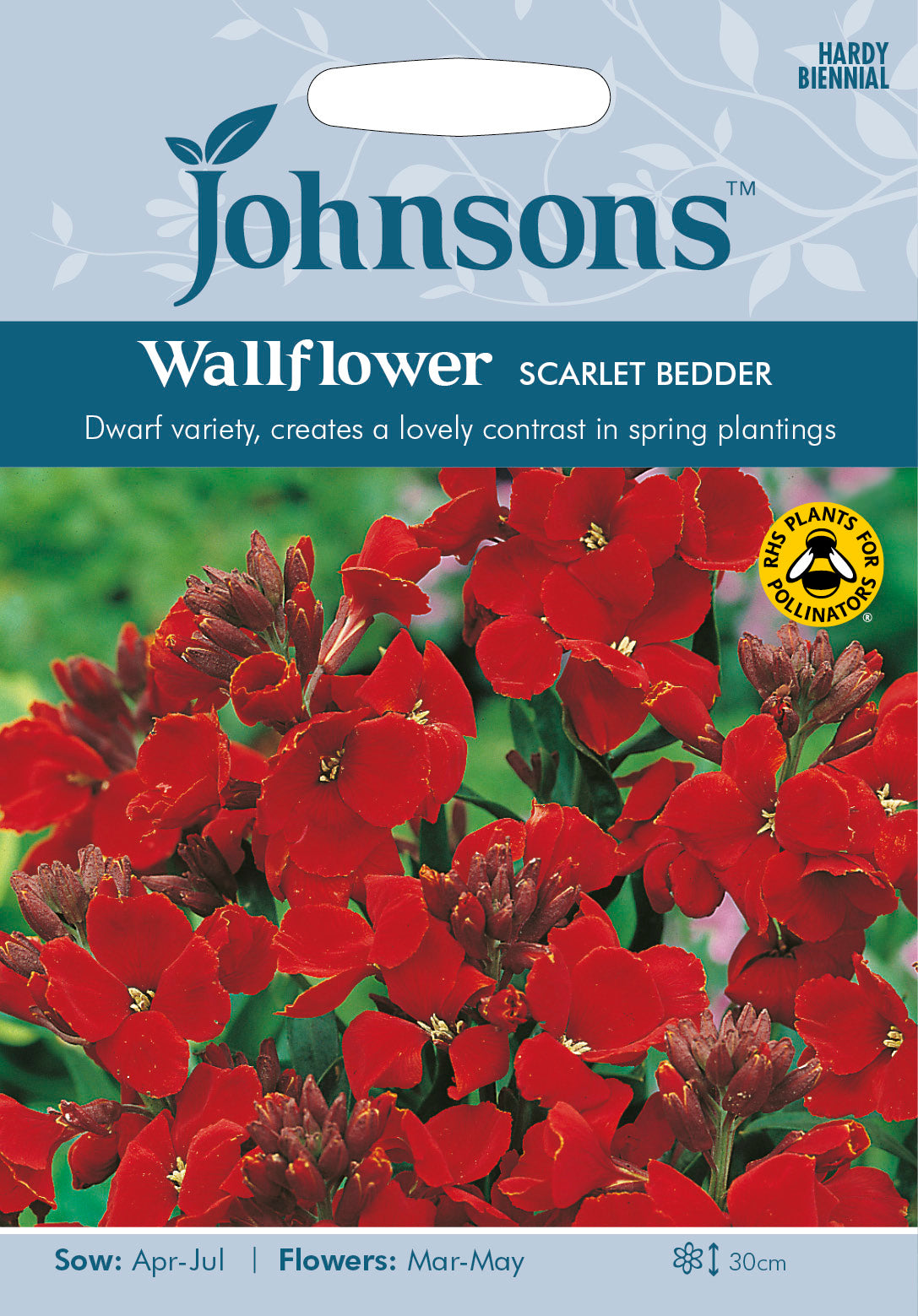 WALLFLOWER Scarlet Bedder