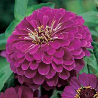 ZINNIA Purple Prince