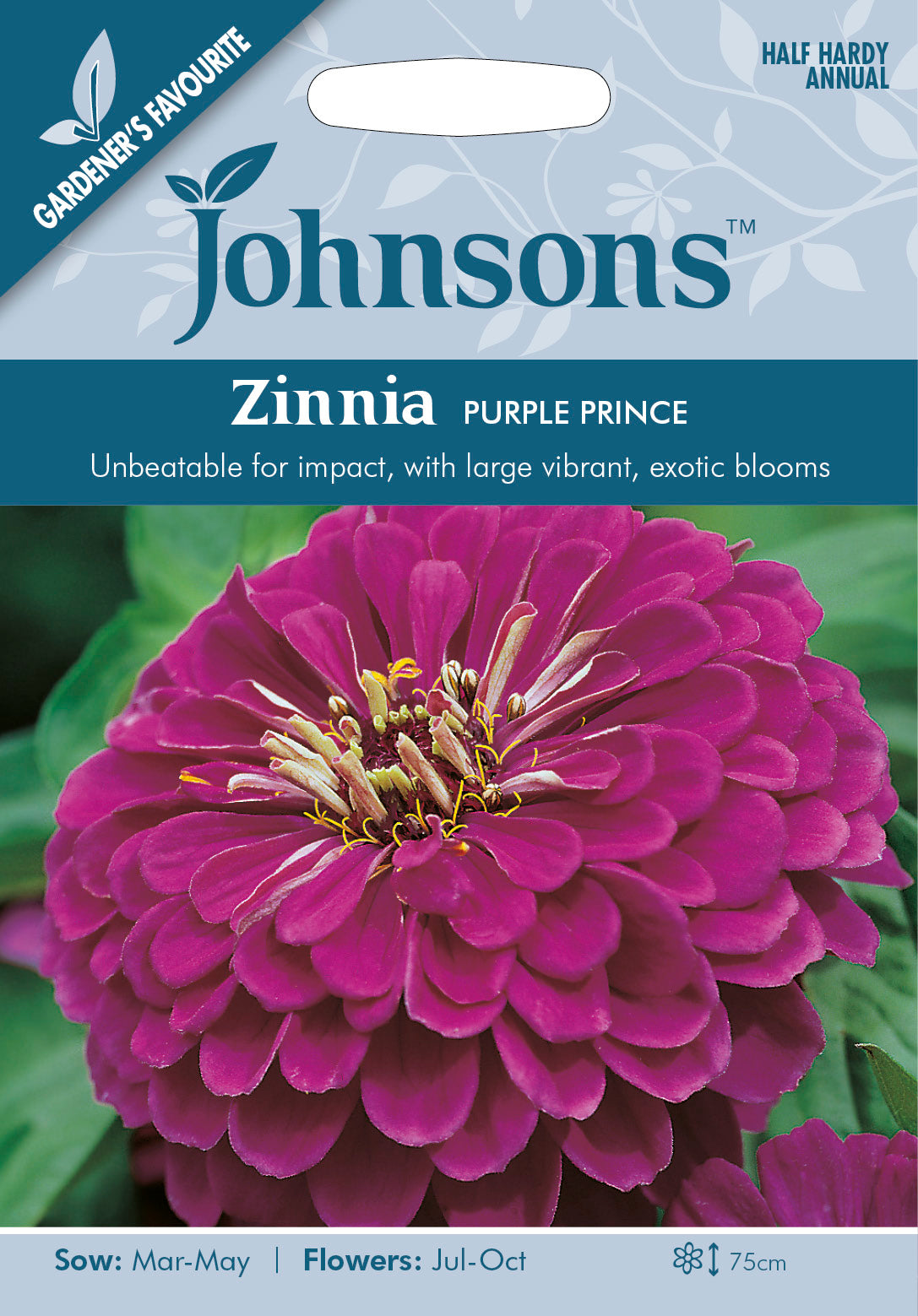 ZINNIA Purple Prince