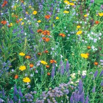 Wildflower Wildlife Mixture