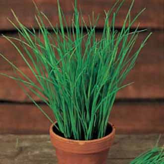 CHIVES