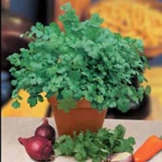CORIANDER Cilantro for Leaf