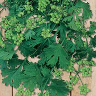 CORIANDER for Seed