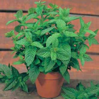 MINT