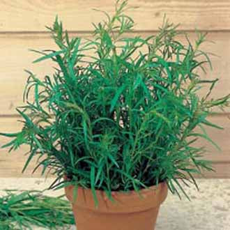 TARRAGON Russian
