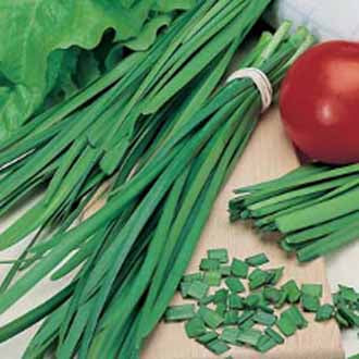 GARLIC CHIVES