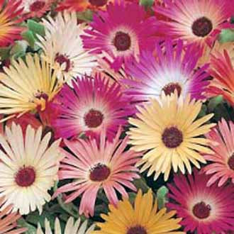 MESEMBRYANTHEMUM Livingstone Daisy Mixed