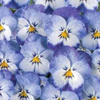 VIOLA Floral Power Stone Washed Denim F1