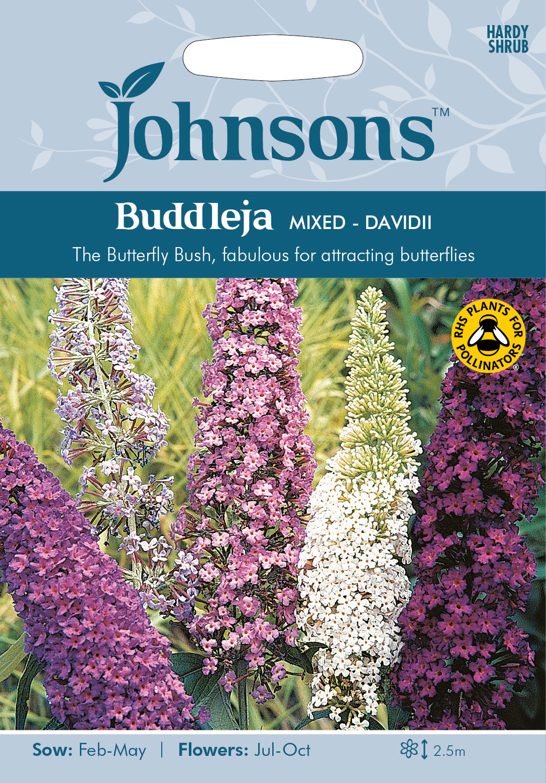 BUDDLEJA davidii mixed