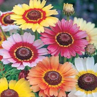 CHRYSANTHEMUM Tricolour Mixed