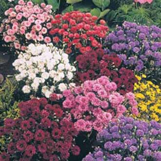 CORNFLOWER Midget Mixed