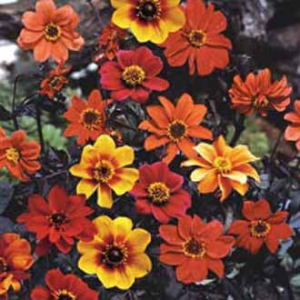 DAHLIA Bishops Children