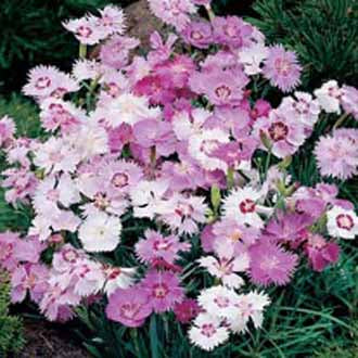 DIANTHUS Sweetness