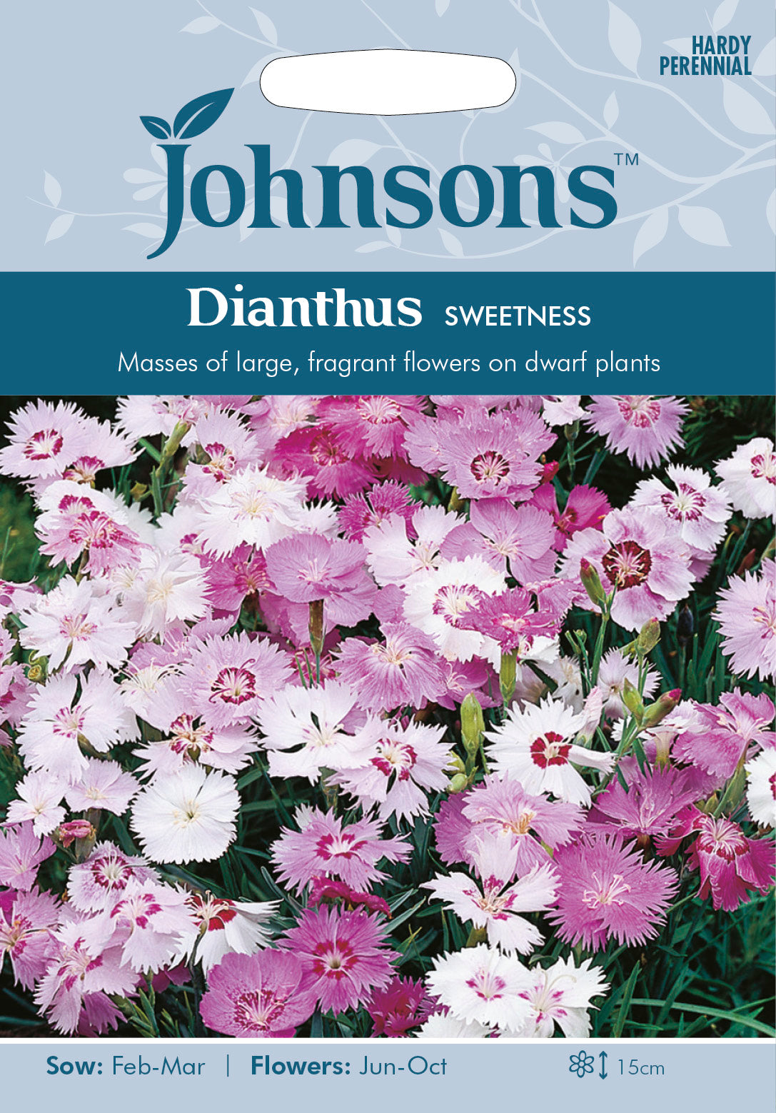 DIANTHUS Sweetness