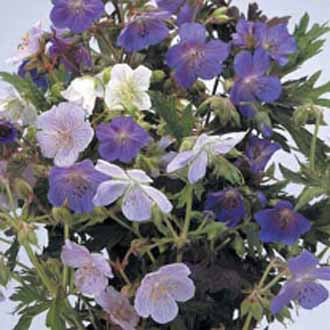 GERANIUM Hardy Mixed pratense