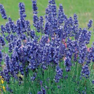 LAVENDER Hidcote Blue