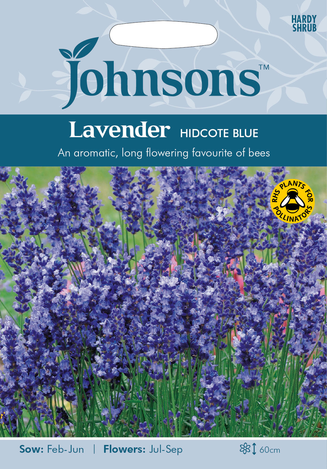 LAVENDER Hidcote Blue
