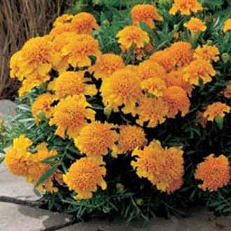 MARIGOLD (French) Chasca