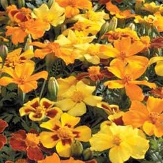 MARIGOLD (French) Disco Mixed