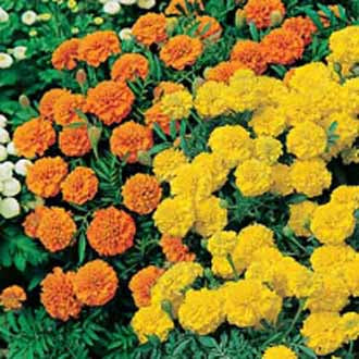 MARIGOLD (French) Oranges and Lemons