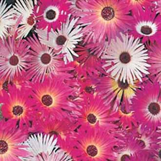 MESEMBRYANTHEMUM African Dream