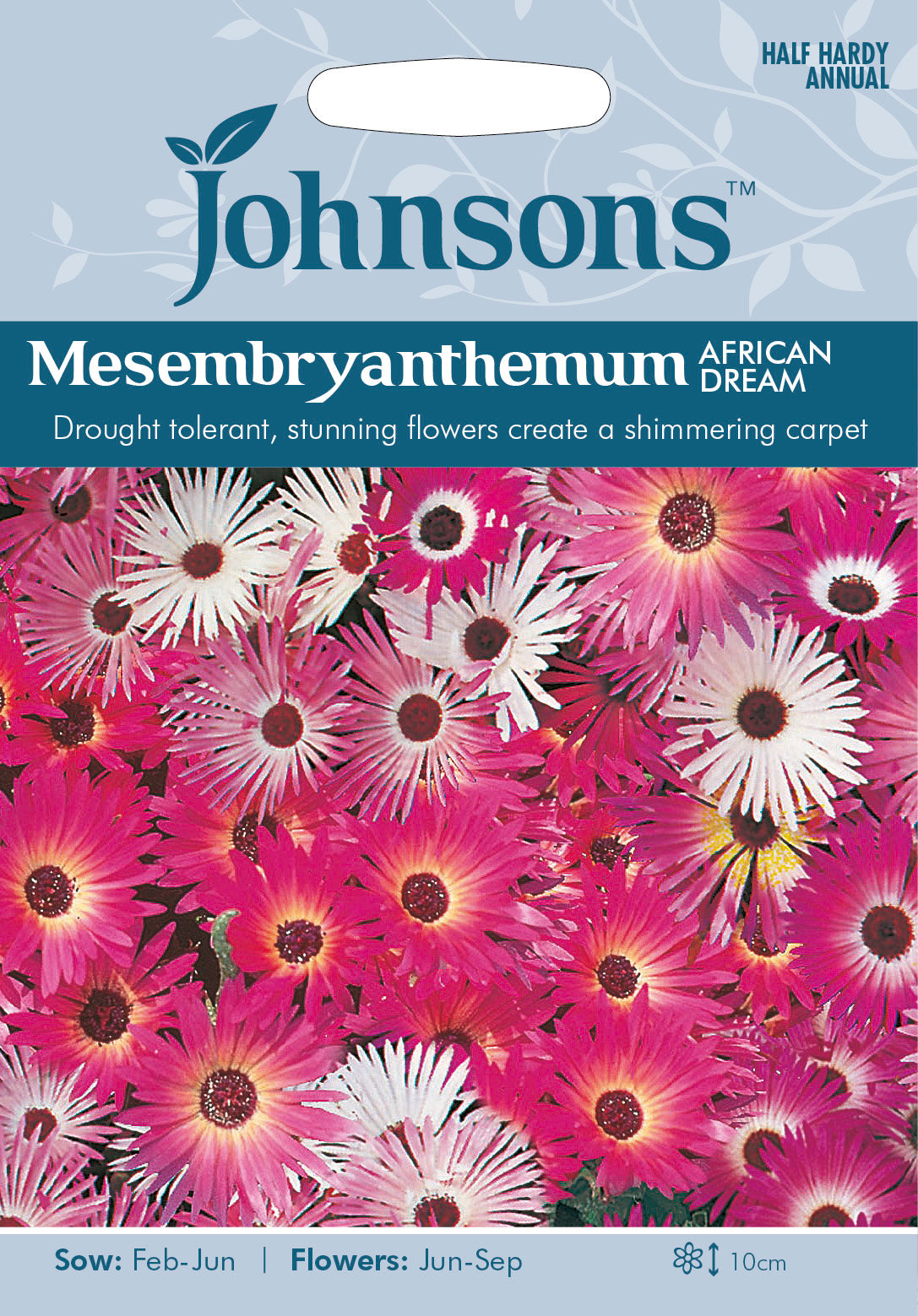 MESEMBRYANTHEMUM African Dream