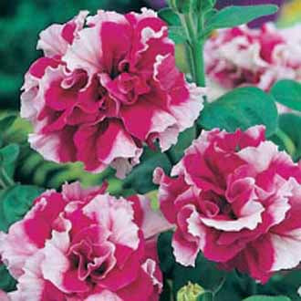 PETUNIA Cherry Tart F1