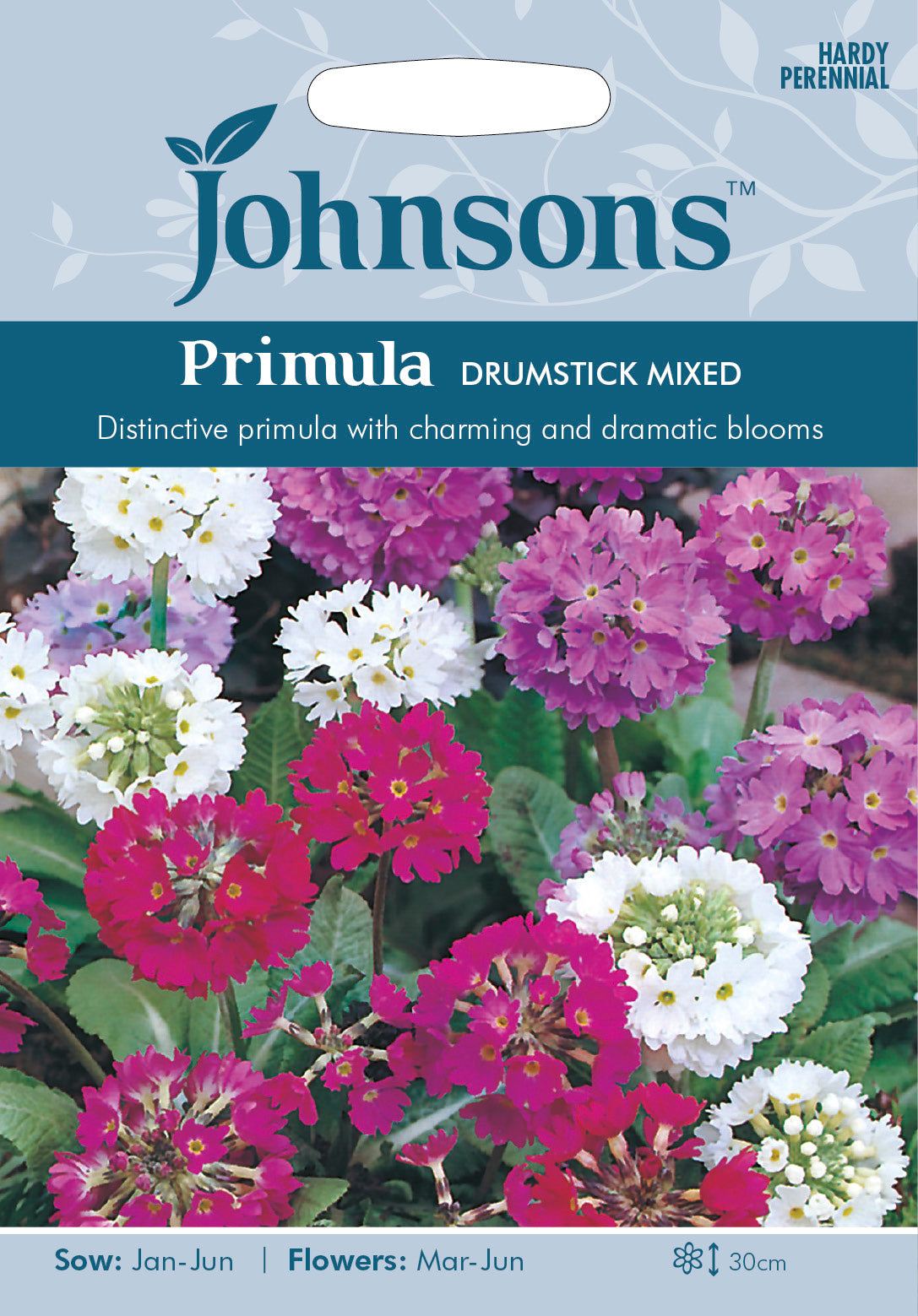 PRIMULA Drumstick Mixed
