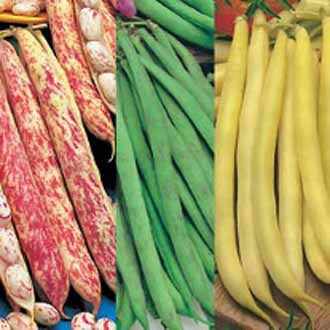 DWARF FRENCH BEAN COLLECTION