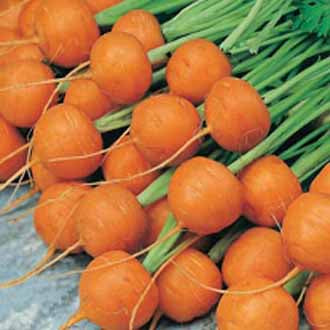 CARROT Paris Market 5 (Atlas)