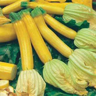 COURGETTE Atena Polka F1