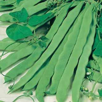 CLIMBING FRENCH BEAN Vitalis