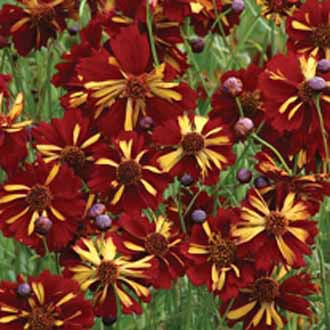 COREOPSIS Roulette